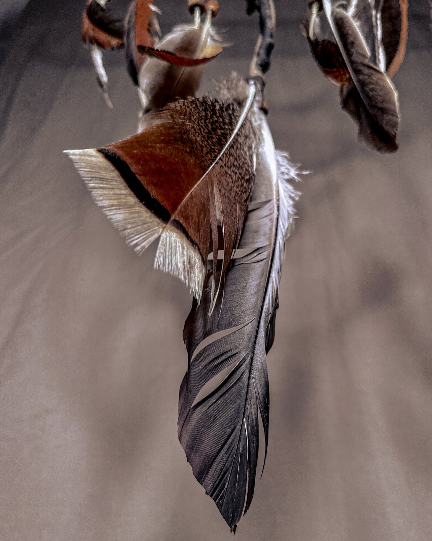 „Gausa“ Sapnų gaudyklė